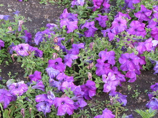 Fototapeta premium flower. Flowers. Nature.
