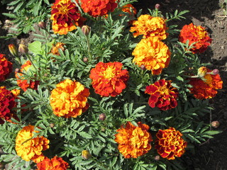 flower. Flowers. Nature.