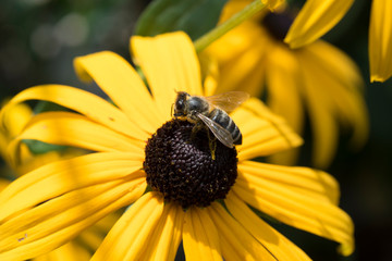 Biene auf Sonnenhut