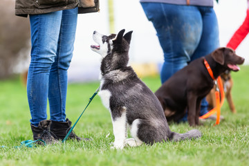 woman with a husky puppy at the puppy school - obrazy, fototapety, plakaty