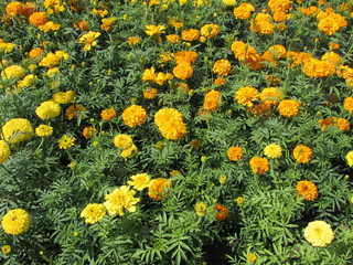 flower. Flowers. Nature.