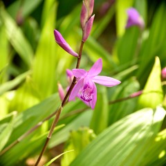 Природа Японии