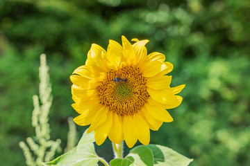 View to Sunflower with a Honey Bee / Germany