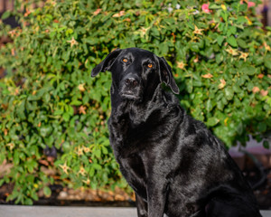 portrait of black Labrador dog