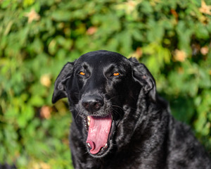 portrait of black Labrador dog