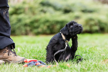 person trains with a standard schnauzer puppy