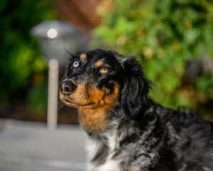 portrait of a dachshund dog