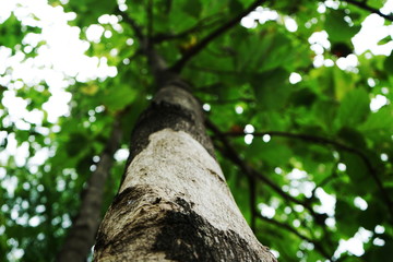 Fototapeta premium Trees in the park in thailand