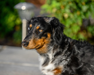 portrait of a dachshund dog