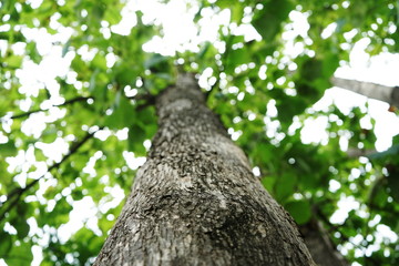 Trees in the park in thailand