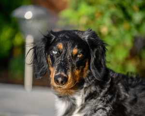 portrait of a dachshund dog