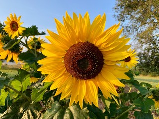 Beautiful yellow Sunflower- Helianthus annuus