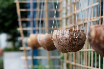 Coir pot for plant a tree