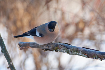 Bird - Eurasian bullfinch sits on a branch covered with lichen in the winter forest on the...