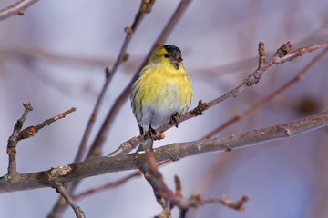 Bird - Siskin sitting on a branch of a wild apple tree in the forest in early spring on the background of branches.