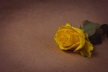 Naklejka premium yellow rose on wooden background