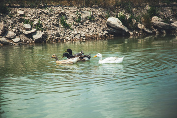 ducks in the water