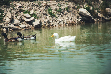 ducks in the water