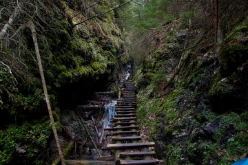 Obraz premium wooden bridge in the forest