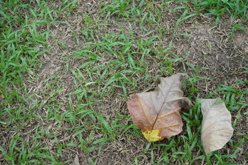Leaves and lawns in tropical gardens