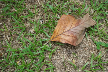 Leaves and lawns in tropical gardens