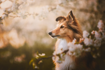 Shetland shepherd dog in cherry blossom at the golden hour