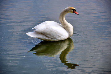 swan on lake