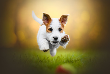 Jack russel puppy jumping on a ball on the grass with a blurry yellow background 