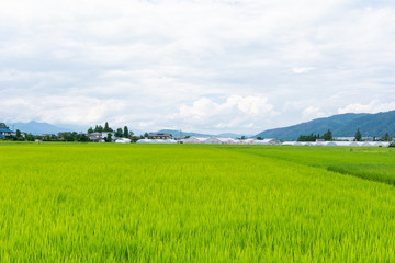 夏の安曇野