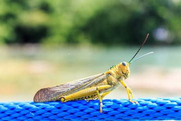 saltamontes bacalar