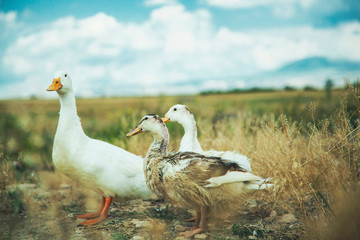 ducks in the grass