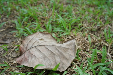 Leaves and lawns in tropical gardens
