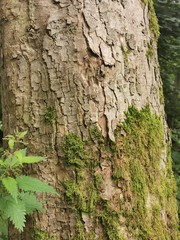 Bark