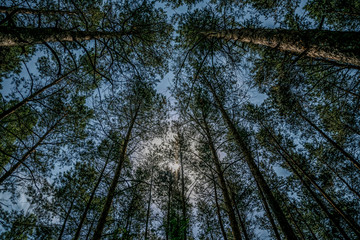 Autumn pine forest and blue sky