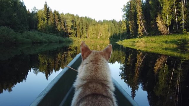 Boat floating on the river in the forest with a dog
