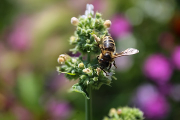 bee on flower