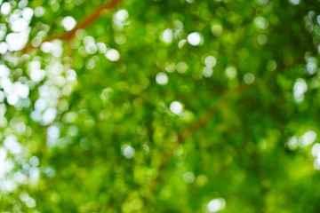 Obraz premium Leaves in the park Places in Thailand