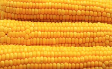 Yellow corns as background. Corn vegetable pattern. Background of bulk of yellow corn grains. Shiny corns. Sweet corn ears background - Image