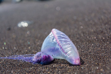 Close up of Man-o-War, physalia physalis