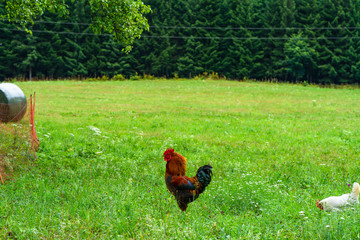 A rooster - an adult male chicken (Gallus gallus domesticus) on a meadow.
