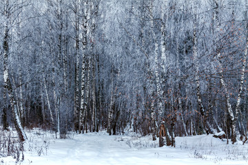 Birch forest in winter for the background.