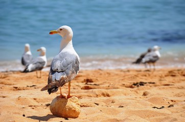 seagull on the beach