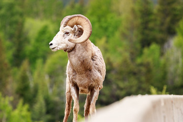 Bighorn Sheep