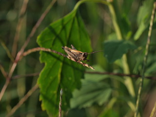 insect
