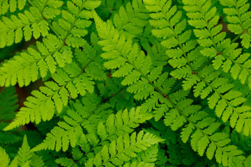 fern in the forest during the day