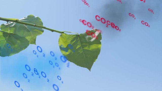 photosynthesis process animation leaf converting carbon dioxide to oxygen