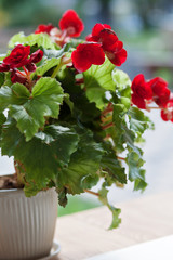 Beautiful red flower in park cafe