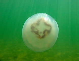 Large marine jellyfish, in a natural habitat