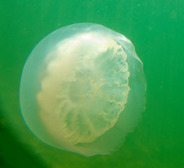 Large marine jellyfish, in a natural habitat