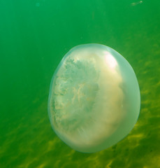 Large marine jellyfish, in a natural habitat
